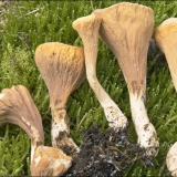 Krnji rog: opis i fotografija, da li je moguće jesti